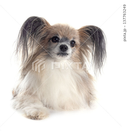 papillon dog in studio papillon dog in studio 137763249