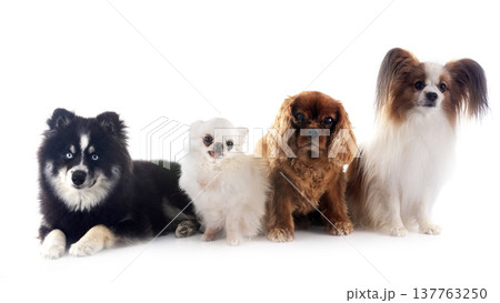 little dogs in studio little dogs in studio 137763250