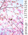 河津桜とメジロ 137763294