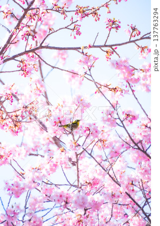 河津桜とメジロ 河津桜とメジロ 137763294