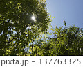 葉の隙間からの木漏れ日 137763325