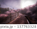 夕暮れ前の河津桜 137763328