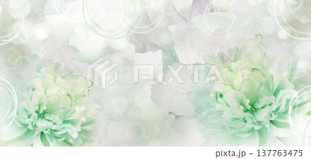 Peony flower. Floral background. Closeup. For design. Nature. Peony flower. Floral background. Closeup. For design. Nature. 137763475