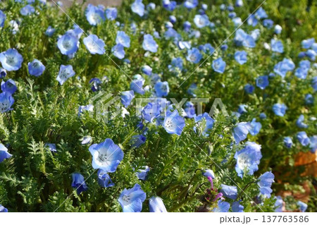 ネモフィラの花・2026年3月 137763586