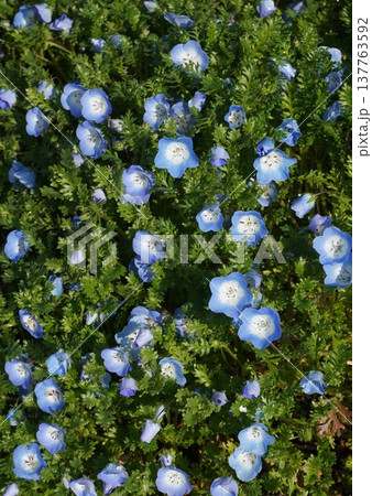 ネモフィラの花・2026年3月 ネモフィラの花・2026年3月 137763592