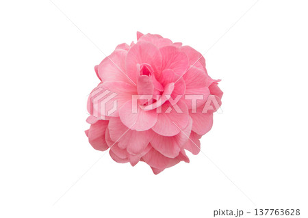 Soft pink double camellia japonica flower with veined petals isolated on white Soft pink double camellia japonica flower with veined petals isolated on white 137763628
