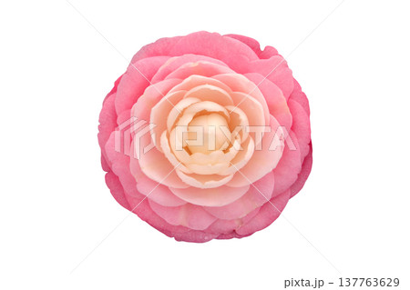 Pink and cream double camellia japonica flower top view isolated on white background 137763629