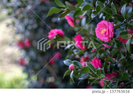 Blooming pink camellia japonica hedge in garden with soft bokeh and copy space Blooming pink camellia japonica hedge in garden with soft bokeh and copy space 137763638