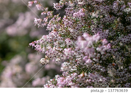 Pink erica canaliculata heather flowers close up with soft bokeh 137763639