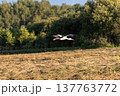 White stork flying low over mown field against background of green forest in summer. 137763772
