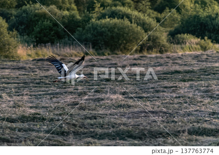 White stork flying low over mown field against background of green forest in summer. 137763774