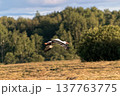 White stork flying low over mown field against background of green forest in summer. 137763775