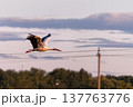 White stork flying over the countryside at sunset with power lines and forest on background. 137763776