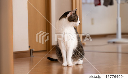 座っている猫　キジトラ白 137764004