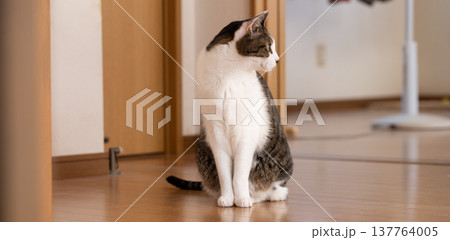 座っている猫 キジトラ白 座っている猫 キジトラ白 137764005