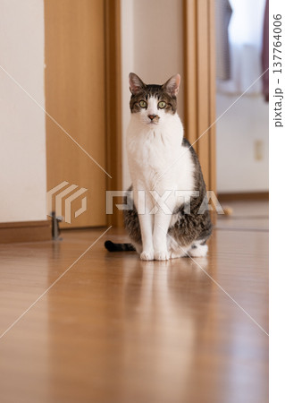座っている猫 キジトラ白 座っている猫 キジトラ白 137764006