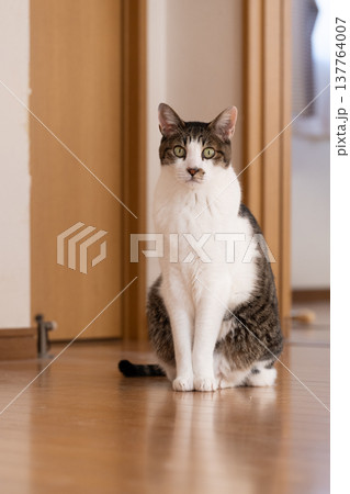座っている猫 キジトラ白 座っている猫 キジトラ白 137764007
