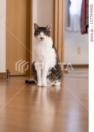 座っている猫　キジトラ白 137764008
