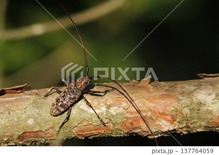 マツノマダラカミキリのオス 137764059