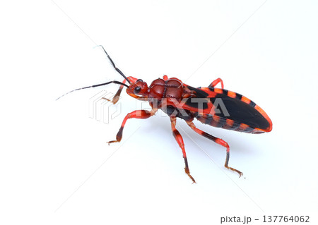 アシマダラアカサシガメ アシマダラアカサシガメ 137764062