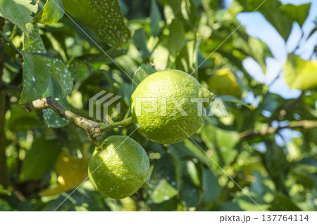 日本一の出荷量を誇る広島県の瀬戸田レモン 137764114