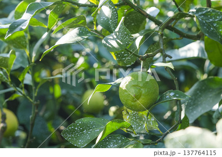 日本一の出荷量を誇る広島県の瀬戸田レモン 日本一の出荷量を誇る広島県の瀬戸田レモン 137764115