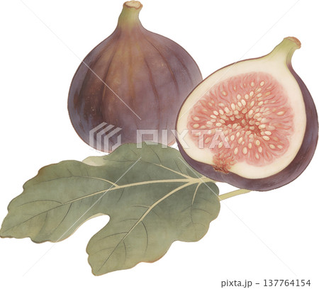 無花果（いちじく）の紫色実イラスト 金彩装飾 137764154
