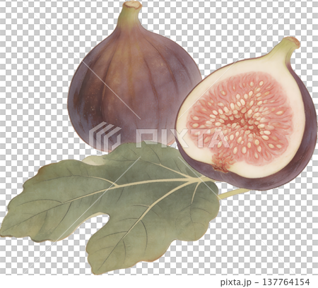 無花果（いちじく）の紫色実イラスト 金彩装飾 137764154