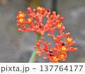 サンゴアブラギリの花 137764177