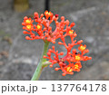 サンゴアブラギリの花 137764178