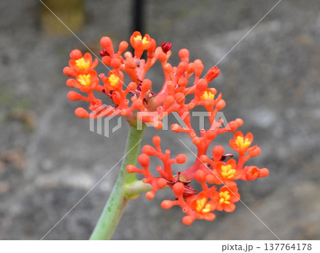 サンゴアブラギリの花 サンゴアブラギリの花 137764178
