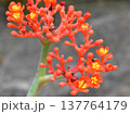サンゴアブラギリの花 137764179