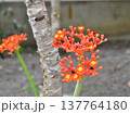 サンゴアブラギリの花 137764180