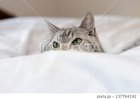 布団の上で見つめる猫　サバトラ猫 137764192