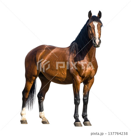 A beautiful horse against a white background. 137764238