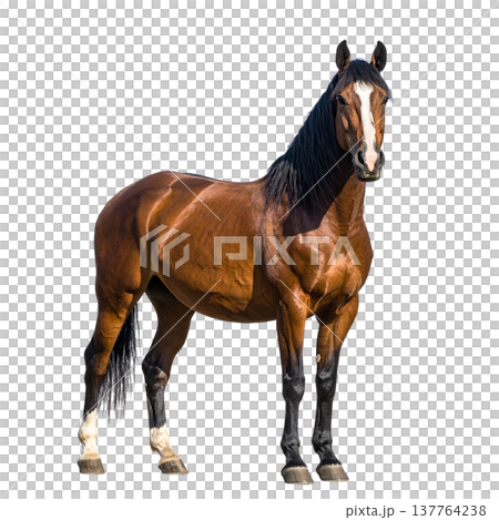 A beautiful horse against a white background. 137764238
