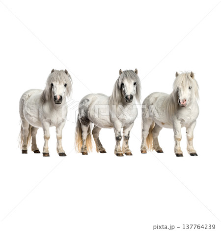 A beautiful horse against a white background. 137764239