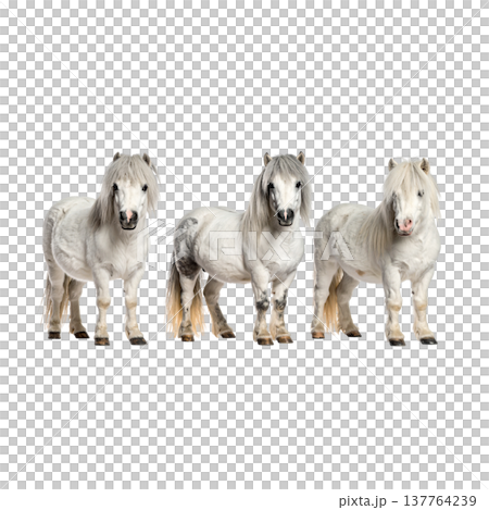 A beautiful horse against a white background. 137764239