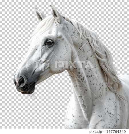 A beautiful horse against a white background. A beautiful horse against a white background. 137764240