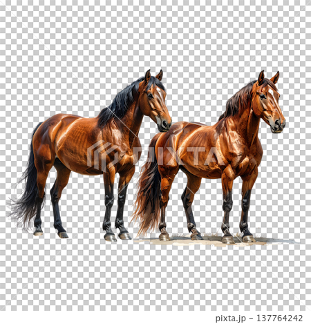 A beautiful horse against a white background. A beautiful horse against a white background. 137764242