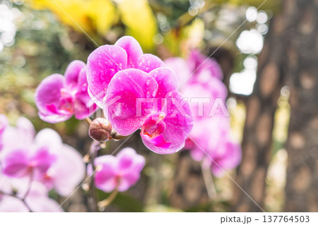 蘭 ラン 洋ラン 137764503