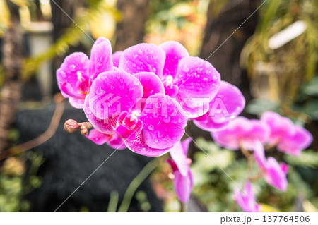 蘭 ラン 洋ラン 137764506