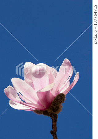 青空に咲くシデコブシの花 青空に咲くシデコブシの花 137764715