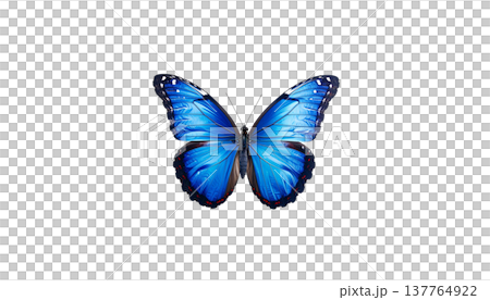 A beautiful blue and black long-tailed butterfly with vibrant wings stands out against a white background. A beautiful blue and black long-tailed butterfly with vibrant wings stands out against a white background. 137764922