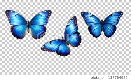 A beautiful blue and black long-tailed butterfly with vibrant wings stands out against a white background. 137764923