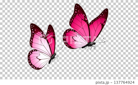 A beautiful blue and black long-tailed butterfly with vibrant wings stands out against a white background. A beautiful blue and black long-tailed butterfly with vibrant wings stands out against a white background. 137764924