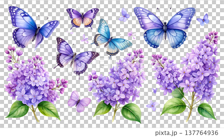 An illustration of beautiful lilac flowers in purple and light purple colors against a white background. 137764936