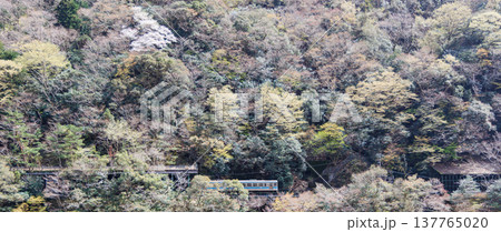 桜が咲く季節の大歩危小歩危の土讃線 桜が咲く季節の大歩危小歩危の土讃線 137765020