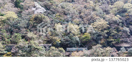 桜が咲く季節の大歩危小歩危の土讃線 桜が咲く季節の大歩危小歩危の土讃線 137765023