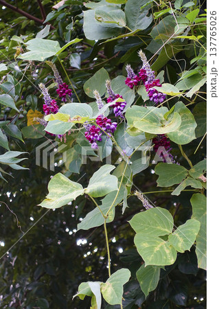 秋9月早朝の道端に咲く赤紫色のクズの花 137765026